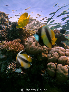 Reef Scene at El Quadim by Beate Seiler 